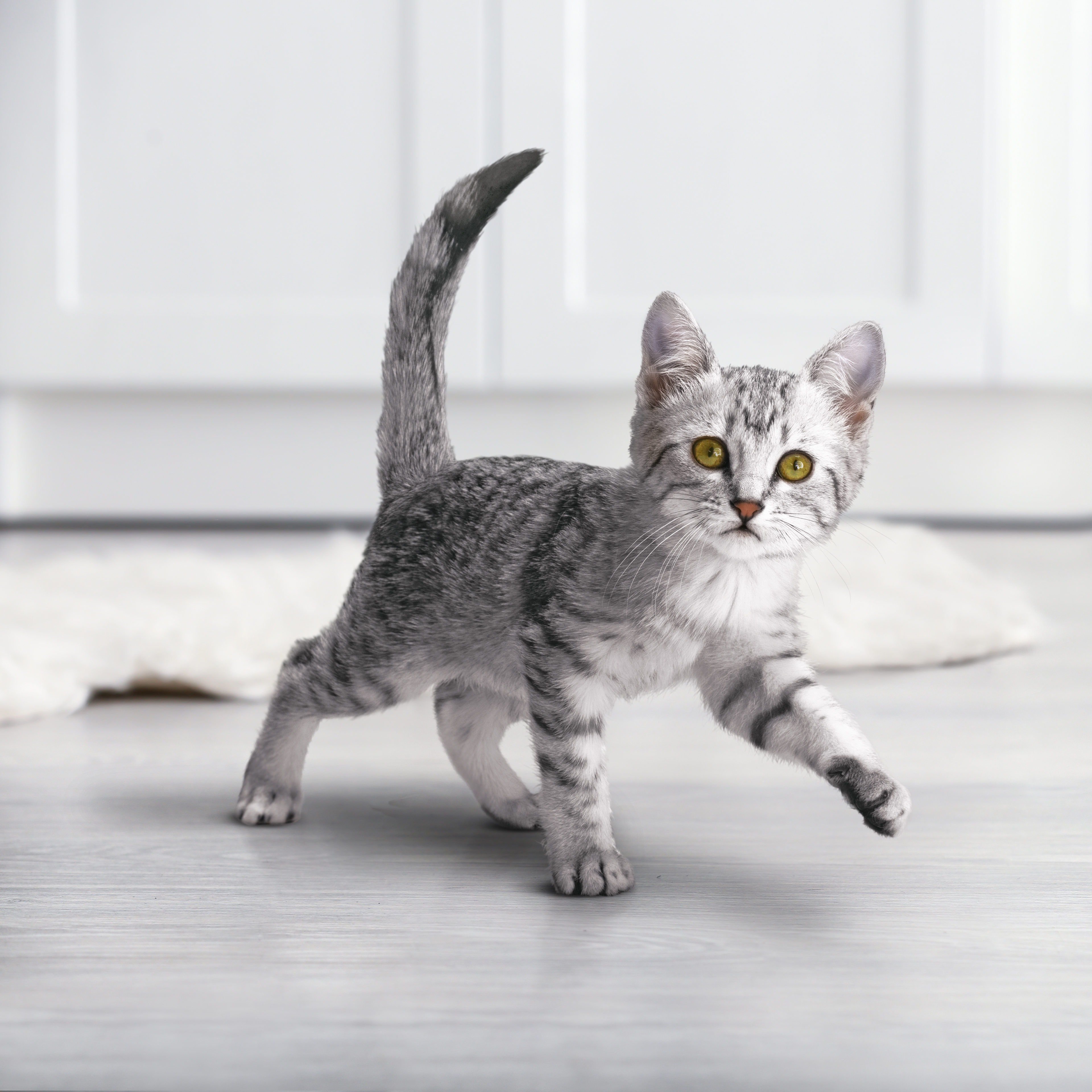 Сухой корм PURINA ONE® для котят с курицей 200 г