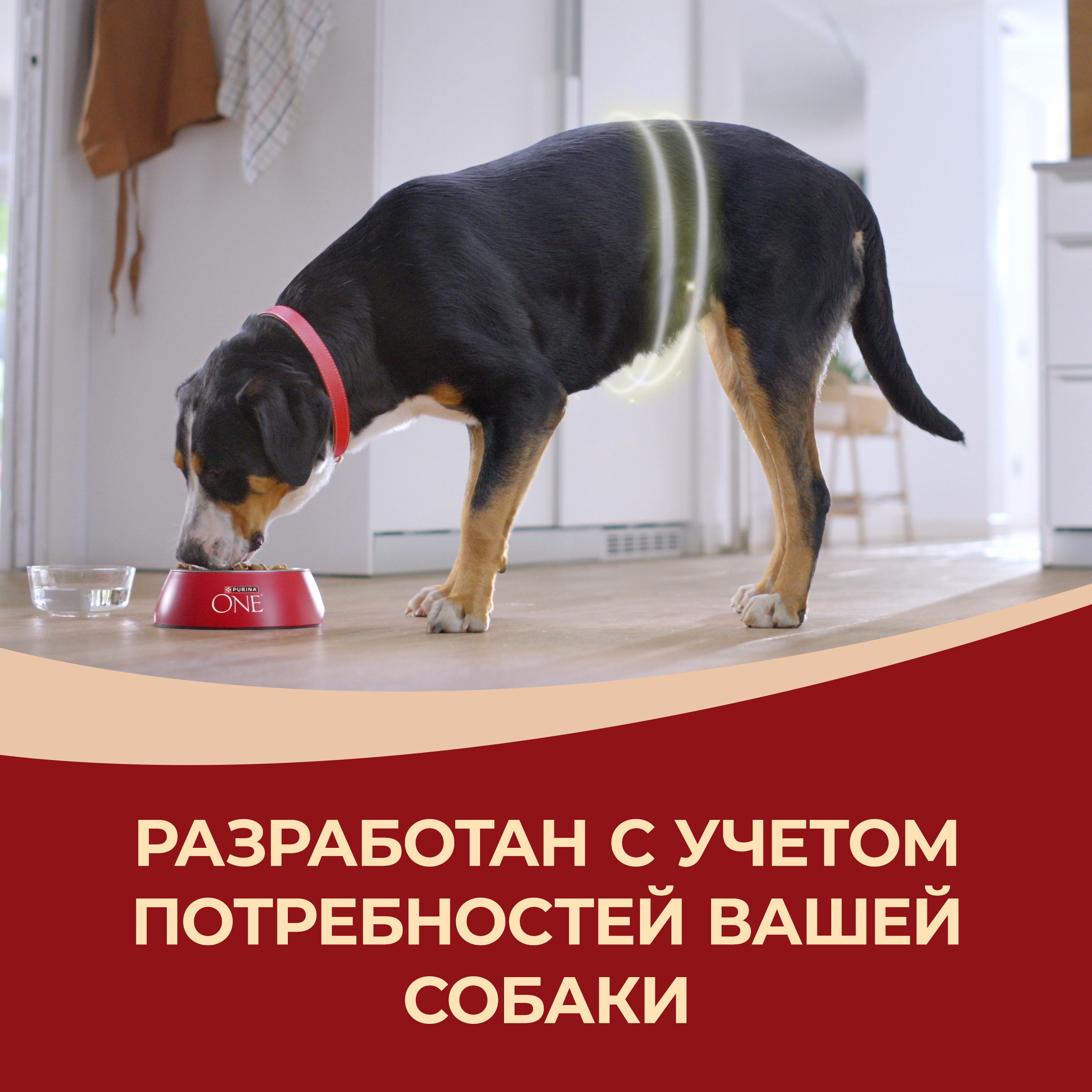 Сухой корм PURINA ONE® для взрослых собак средних и крупных пород, с говядиной и рисом 10кг