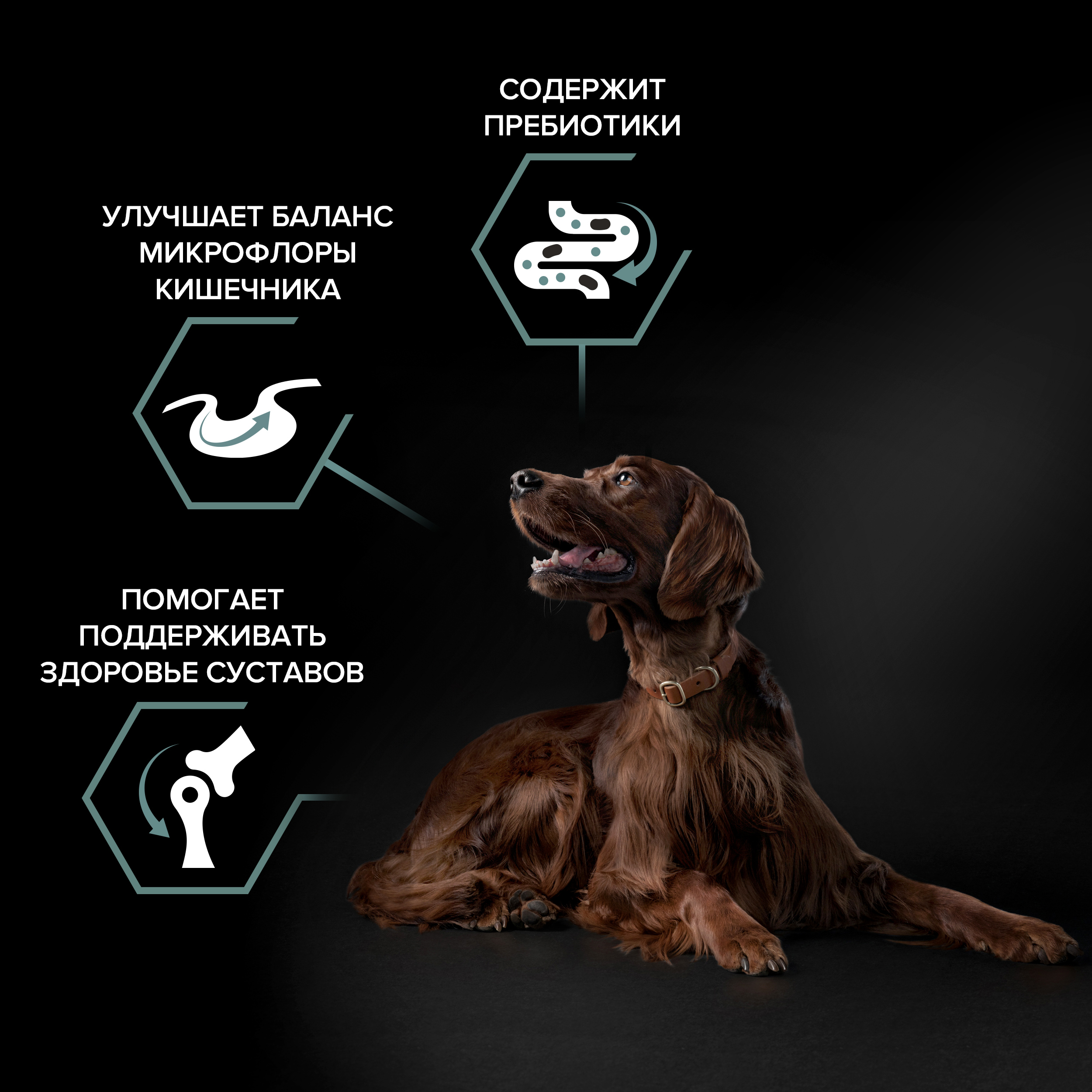 Сухой корм PRO PLAN® SENSITIVE DIGESTION для взрослых собак крупных пород с атлетическим телосложением с чувствительным пищеварением с ягненком, 3 кг