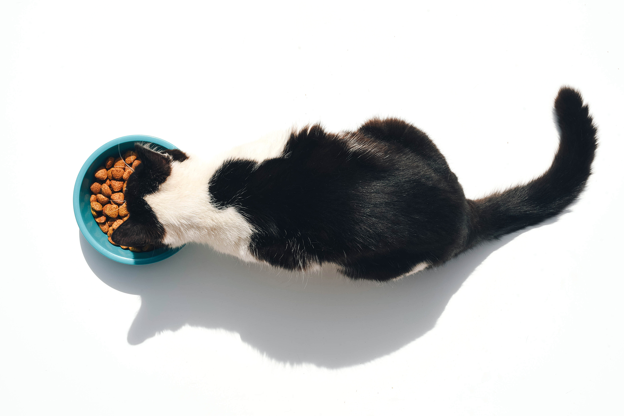 Чем кормить кошку при запоре