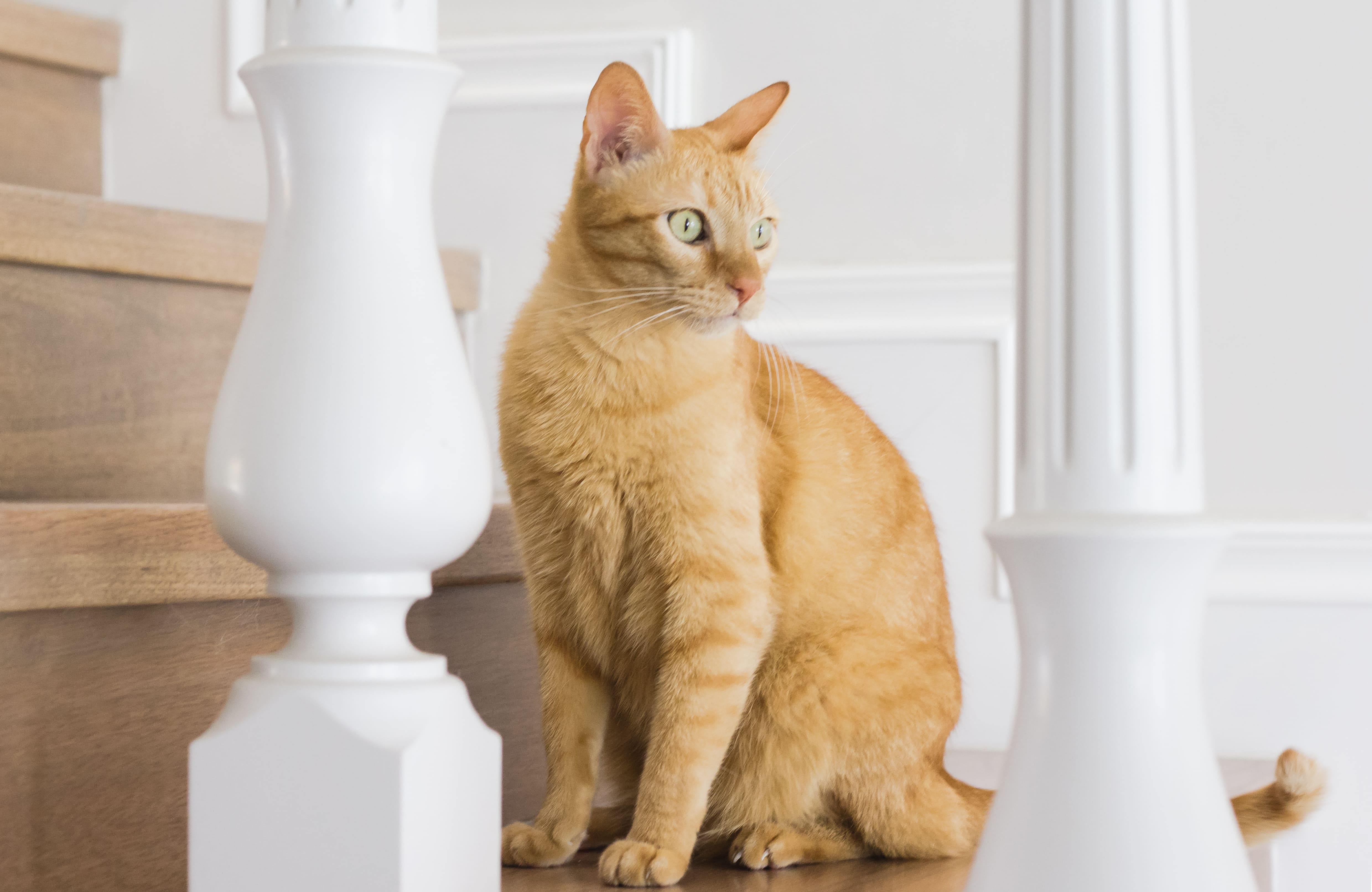Чем корм для котят отличается от корма для взрослых кошек 🐈 Purina