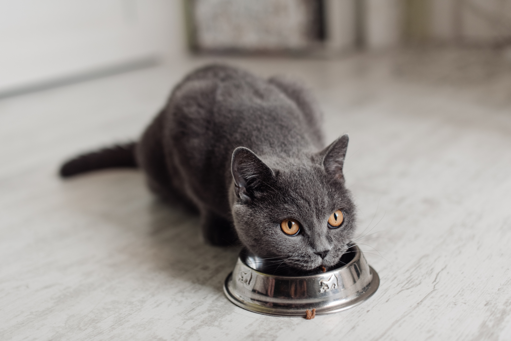 Питание кошки при пищевой аллергии