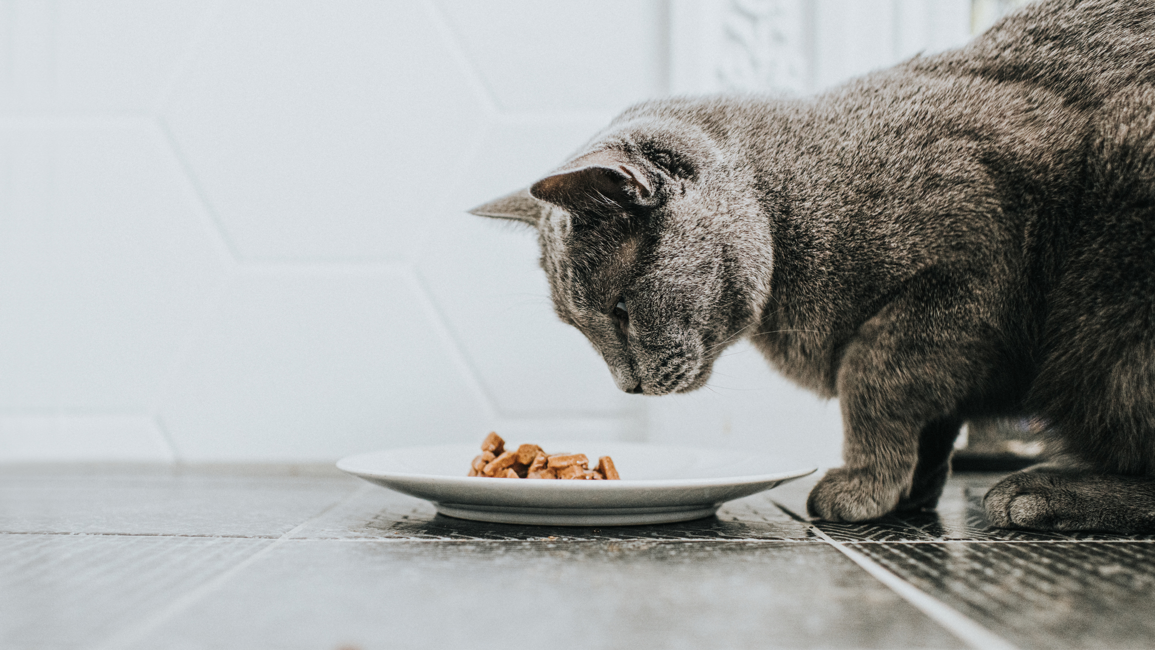 Чем кормить кошку при запоре