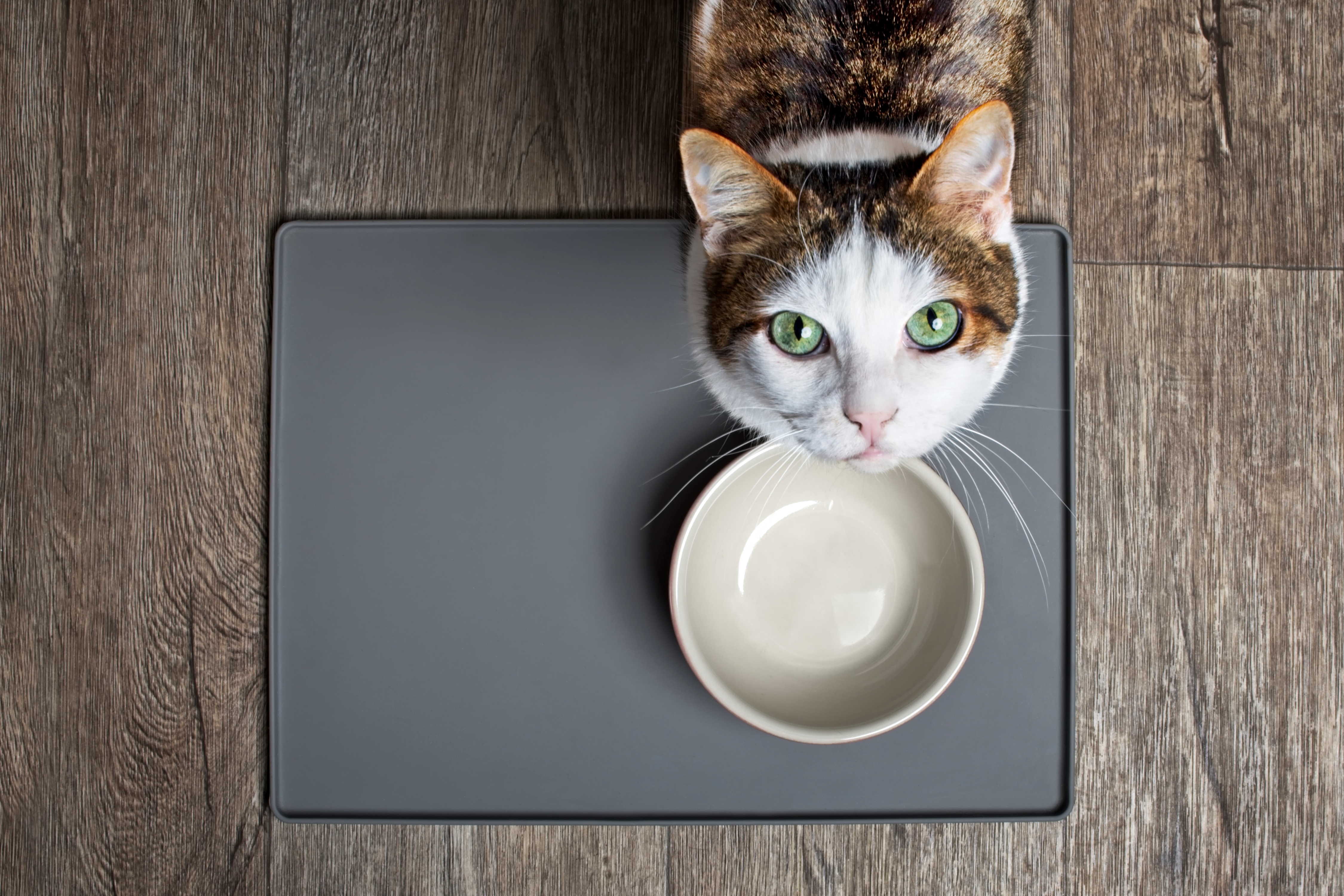 Каким кормом кормить кошку: сухим или влажным