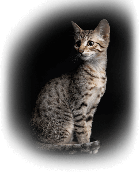 sit cat