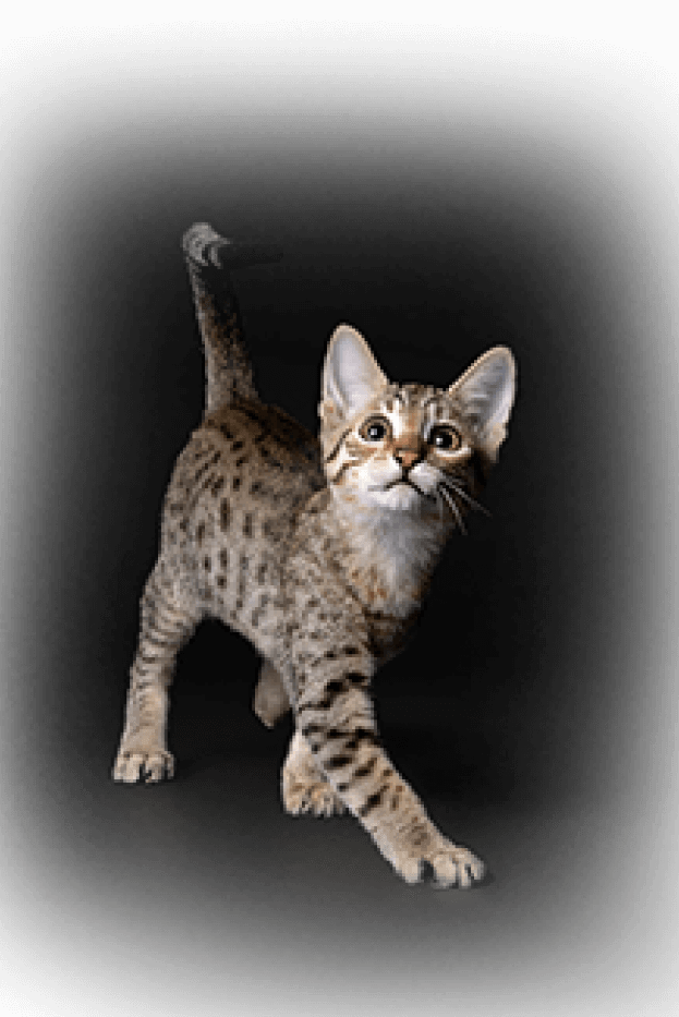 crv cat