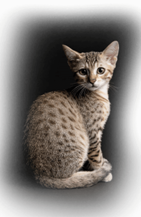 str cat