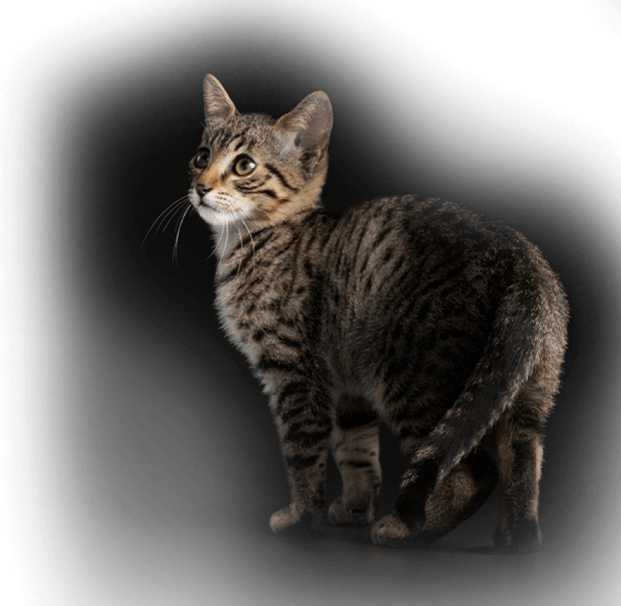 warp cat