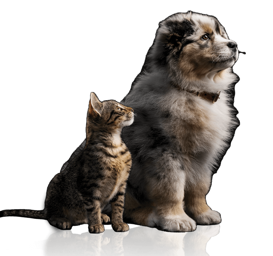 two animals