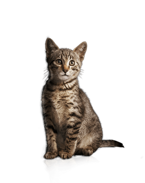 main pp cat