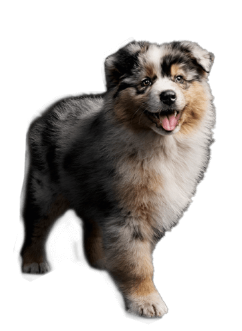 main pp dogc