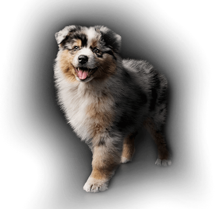 def-pet