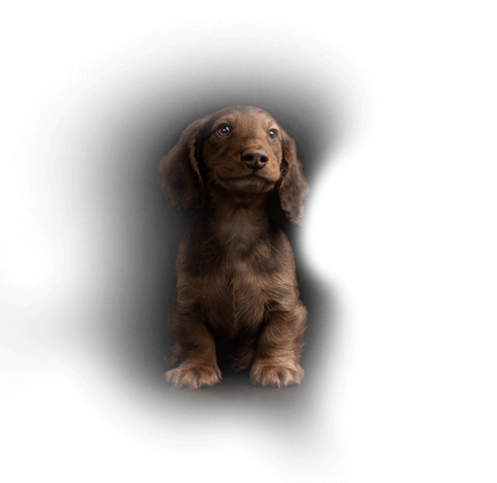 small breed