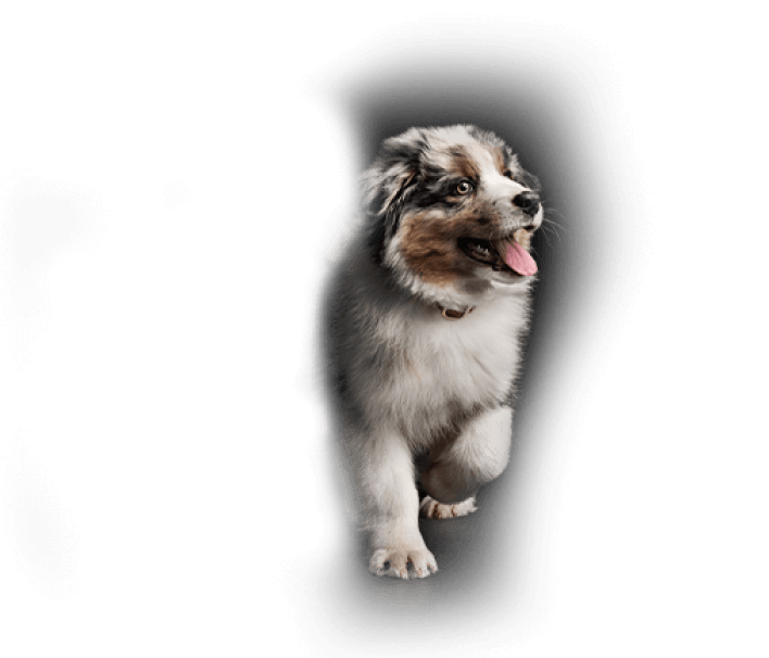 med breed