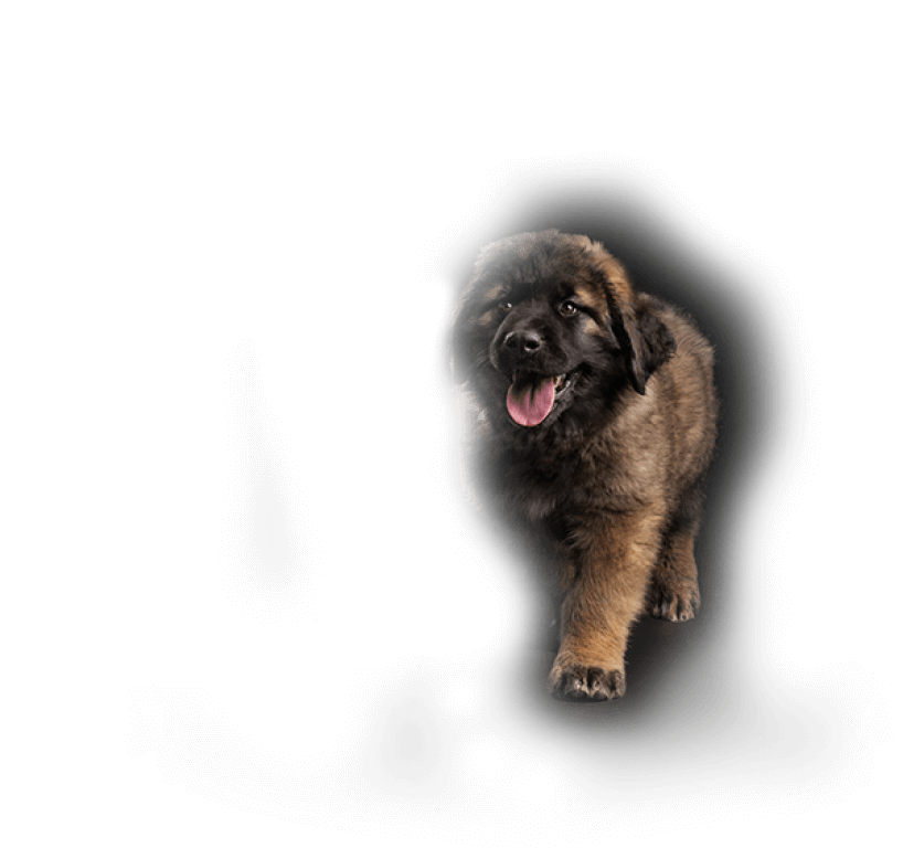 large breed