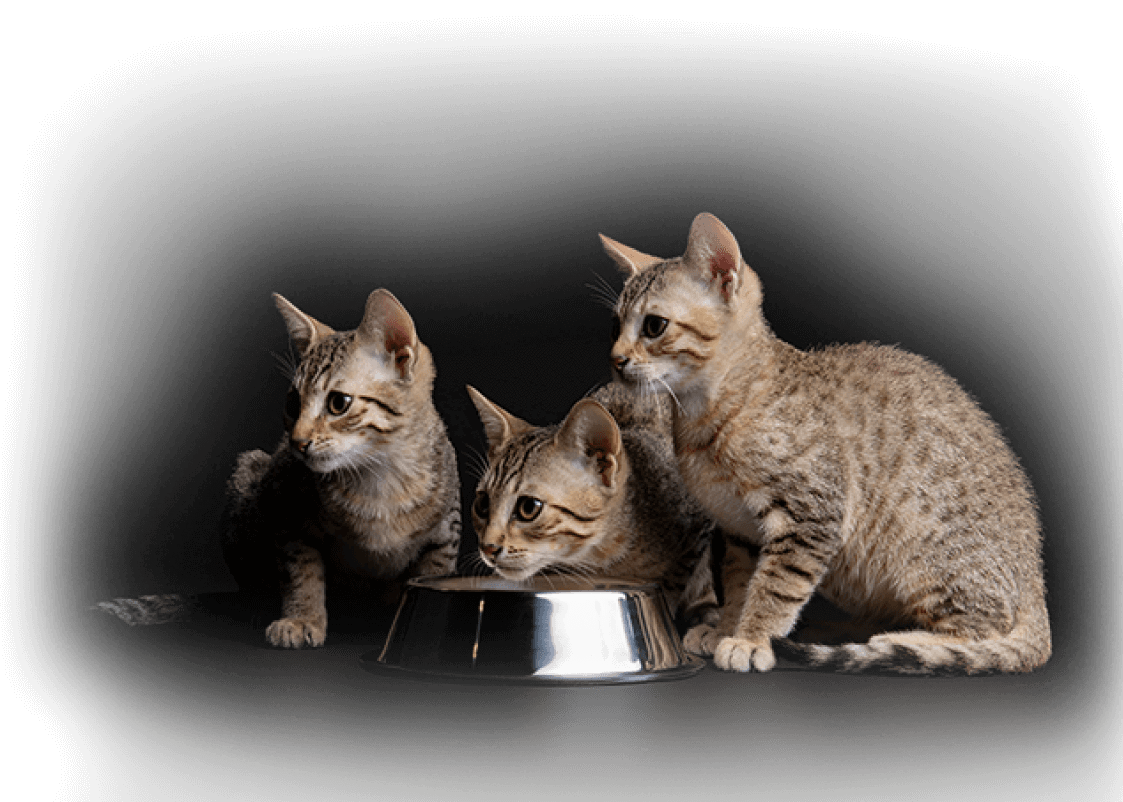 tri cats