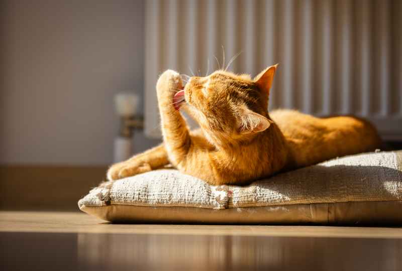Кошка вылизывает шерсть до проплешин &mdash; возможные причины