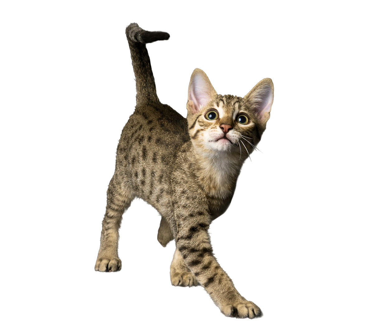 Корм Purina
