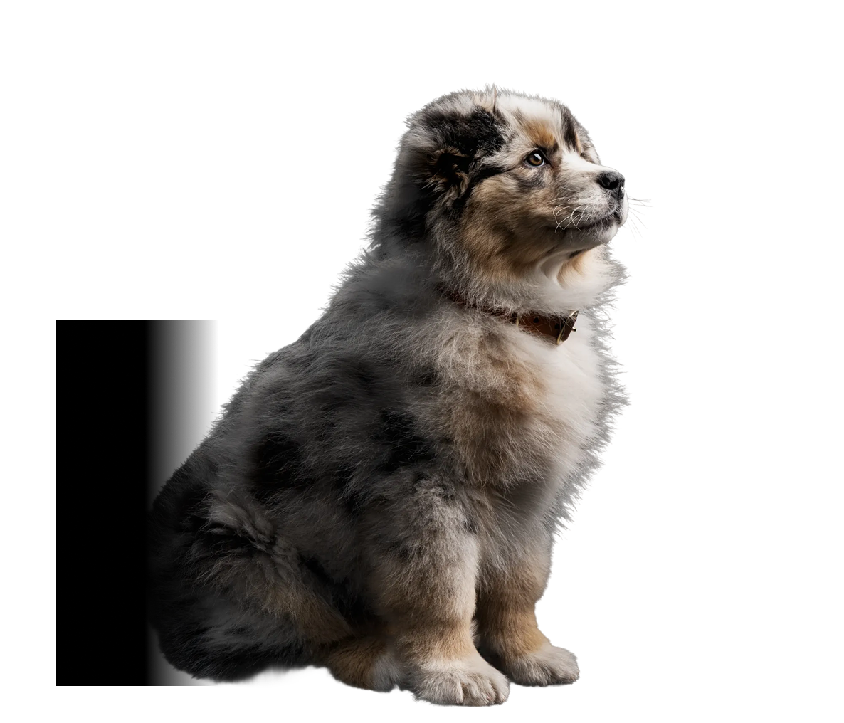Корм Purina