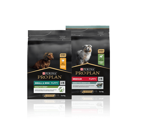 dog packs